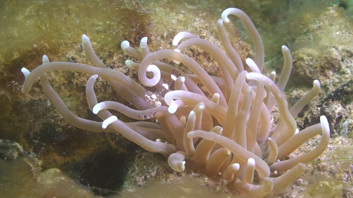 keyframe of organism