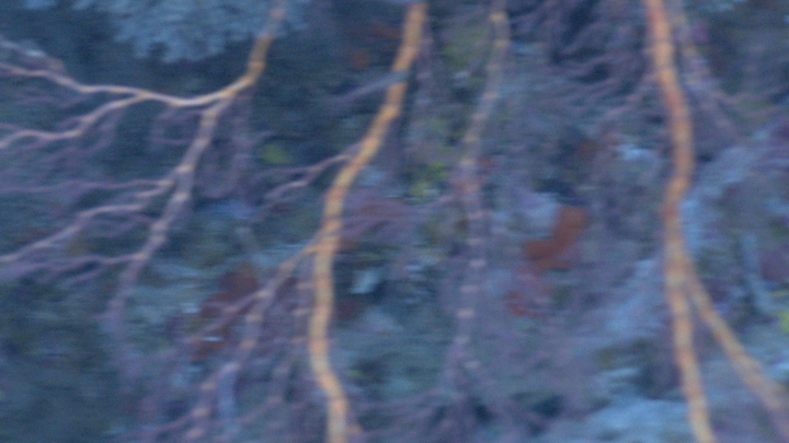 keyframe of organism