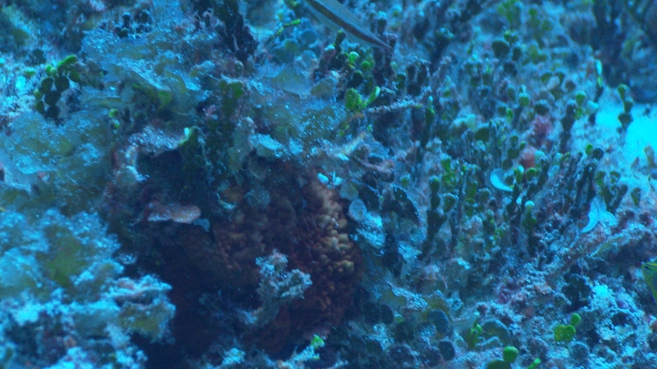 keyframe of organism