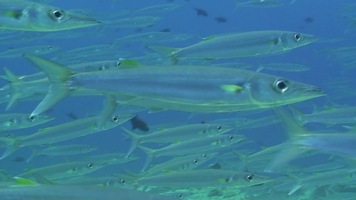 keyframe of organism