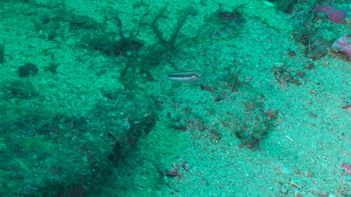 keyframe of organism