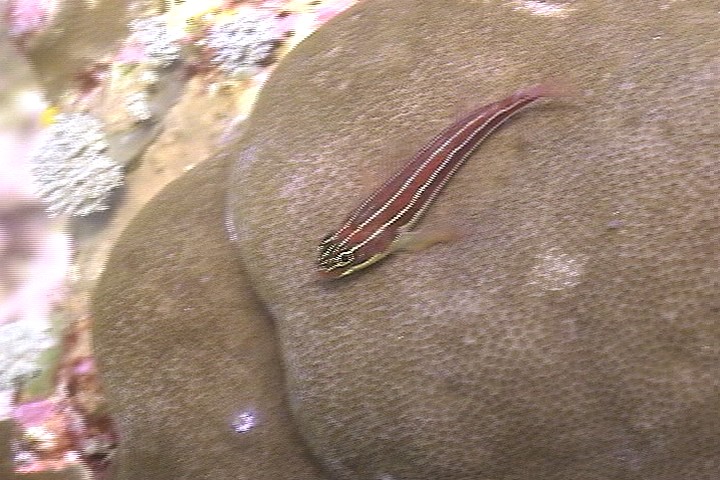 keyframe of organism