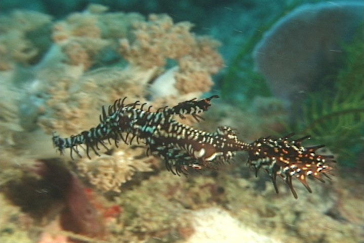 keyframe of organism