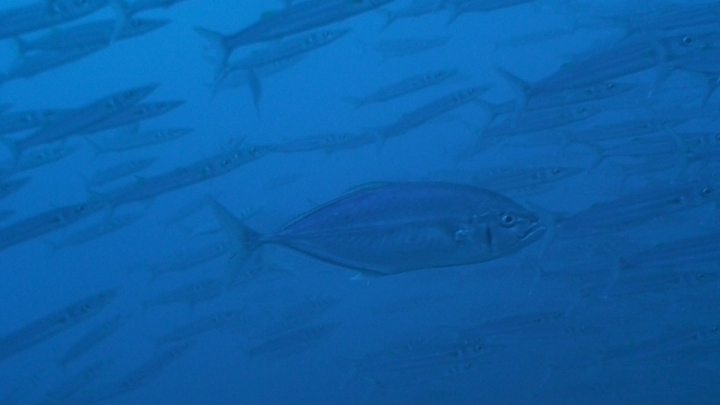 keyframe of organism
