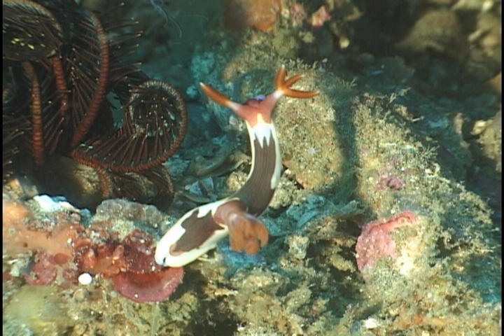keyframe of organism