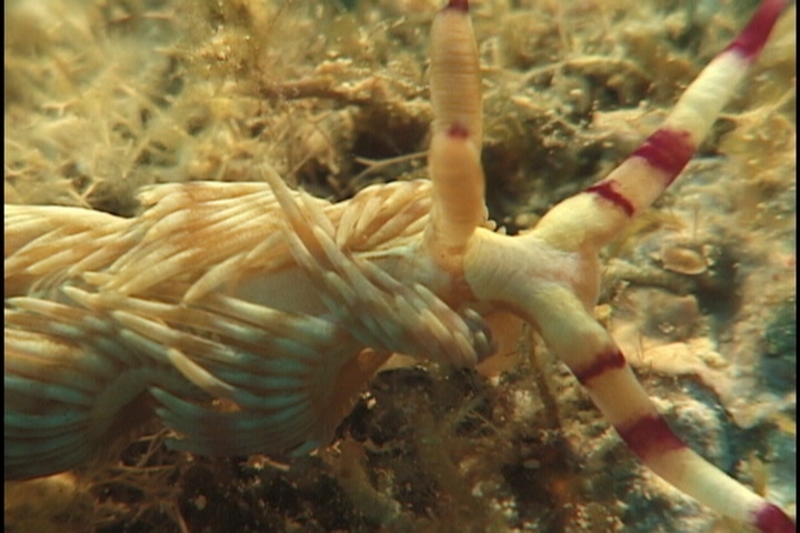keyframe of organism