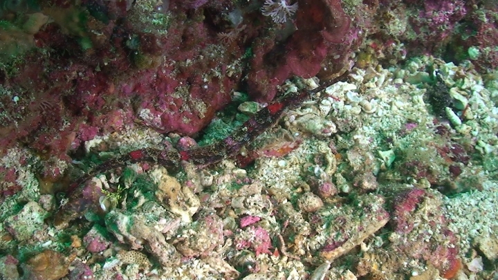 keyframe of organism