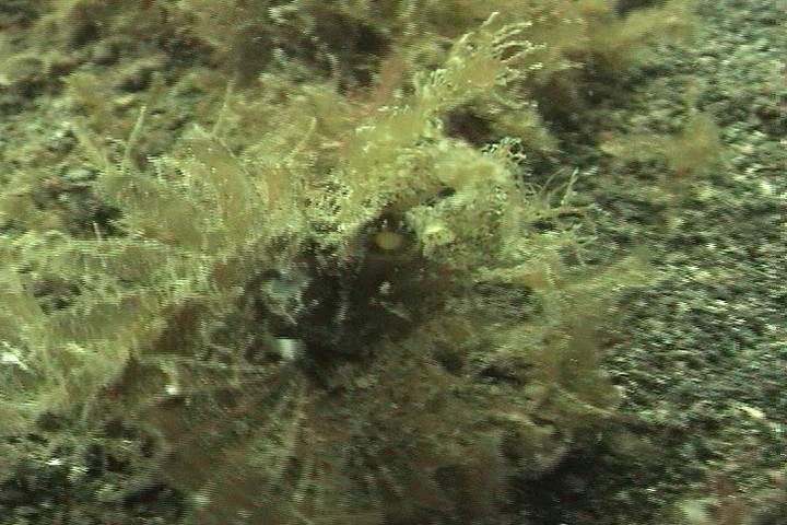 keyframe of organism