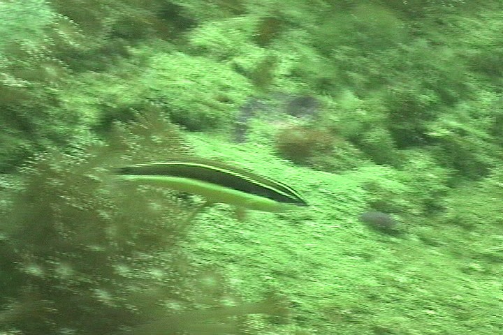 keyframe of organism