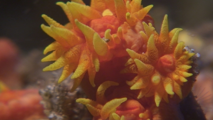 keyframe of organism