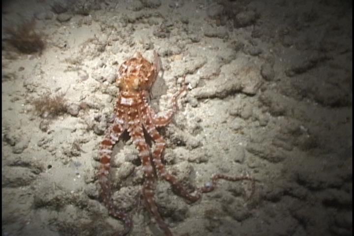 keyframe of organism