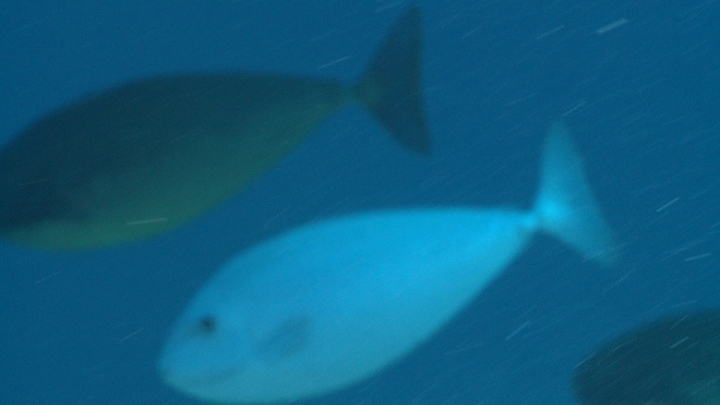 keyframe of organism