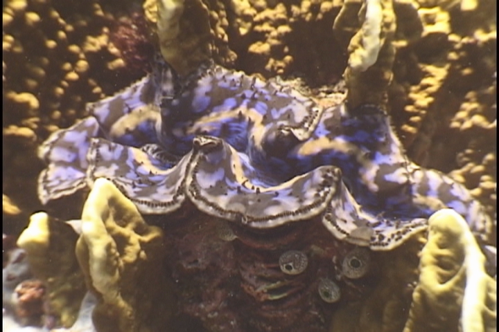 keyframe of organism