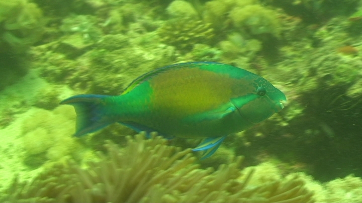 keyframe of organism