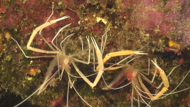 keyframe of organism