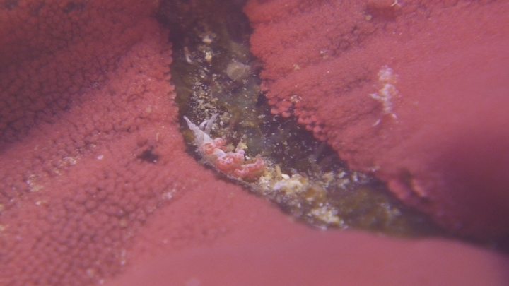 keyframe of organism