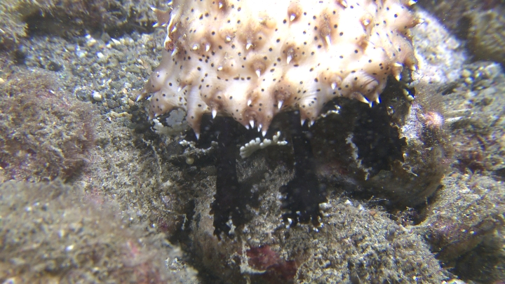 keyframe of organism