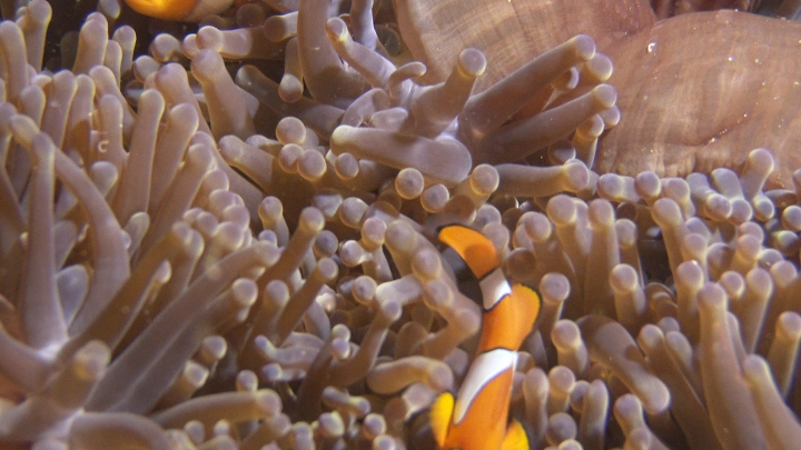 keyframe of organism