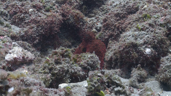 keyframe of organism