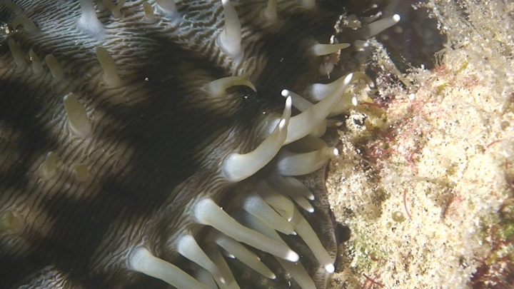 keyframe of organism
