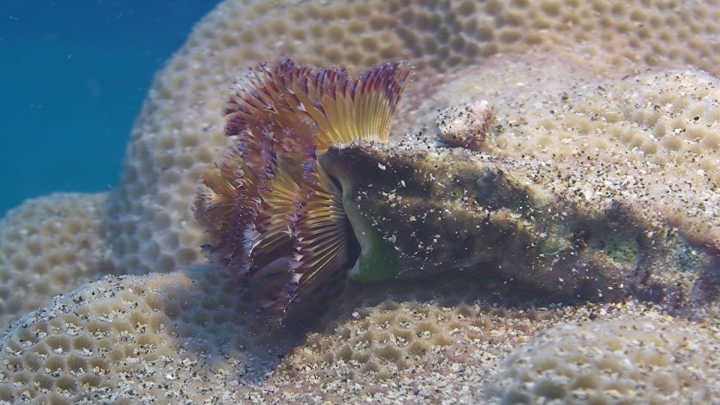 keyframe of organism