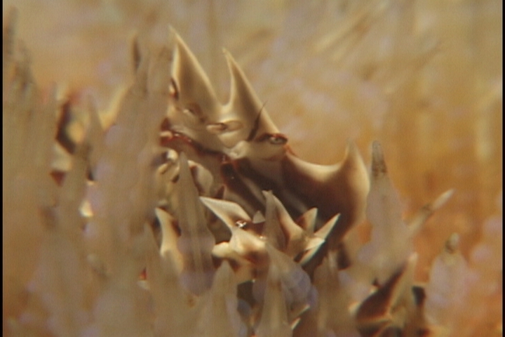 keyframe of organism