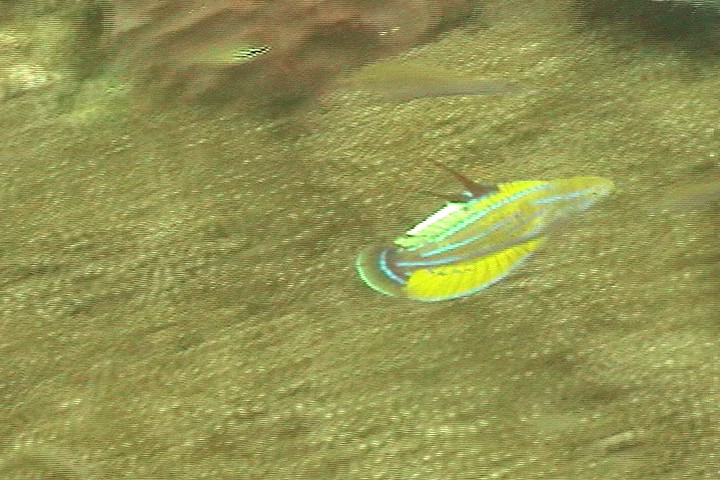 keyframe of organism