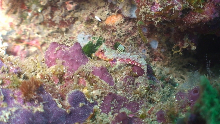 keyframe of organism