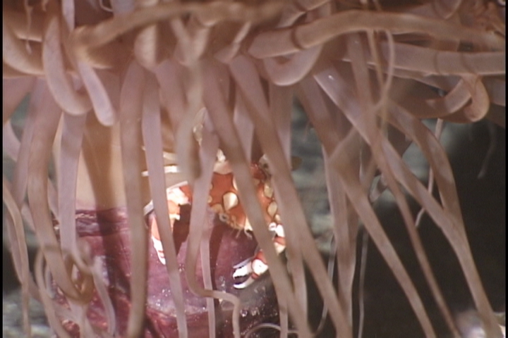 keyframe of organism