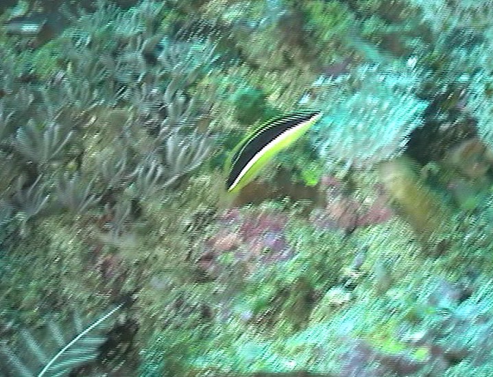 keyframe of organism