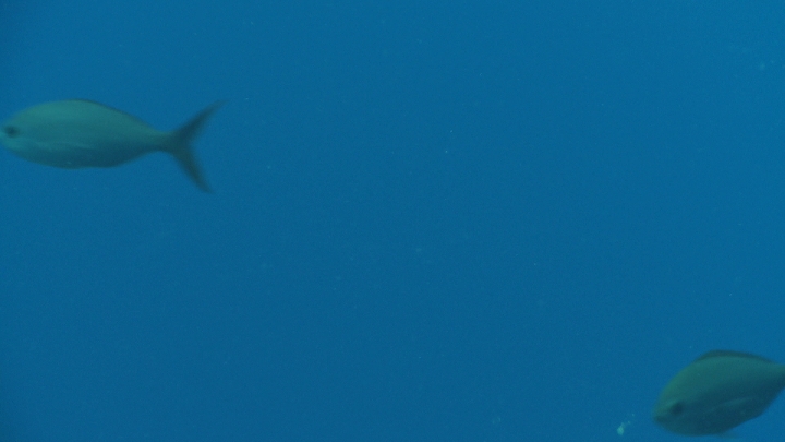 keyframe of organism