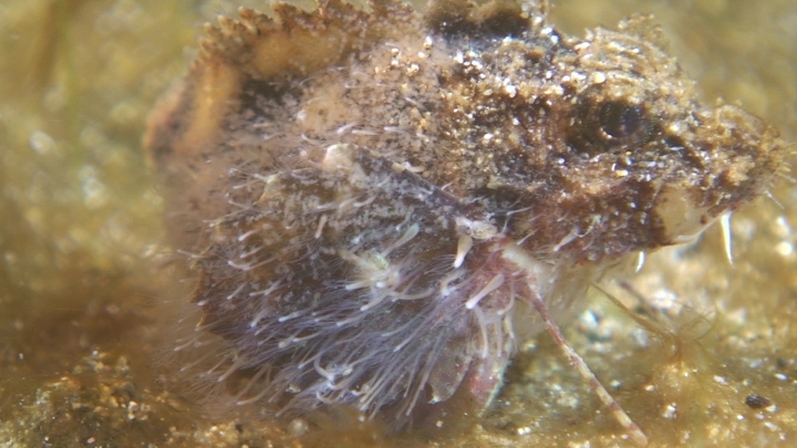 keyframe of organism
