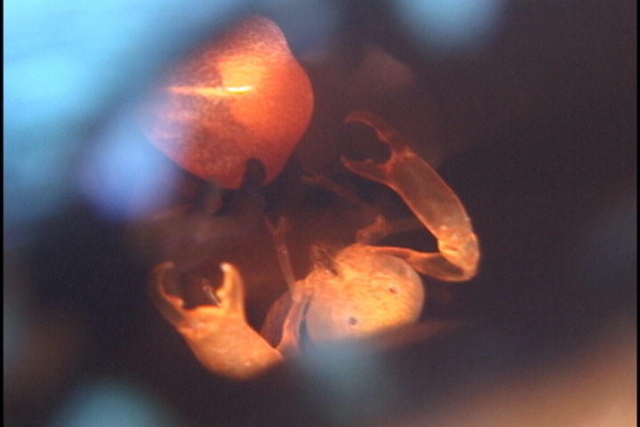 keyframe of organism