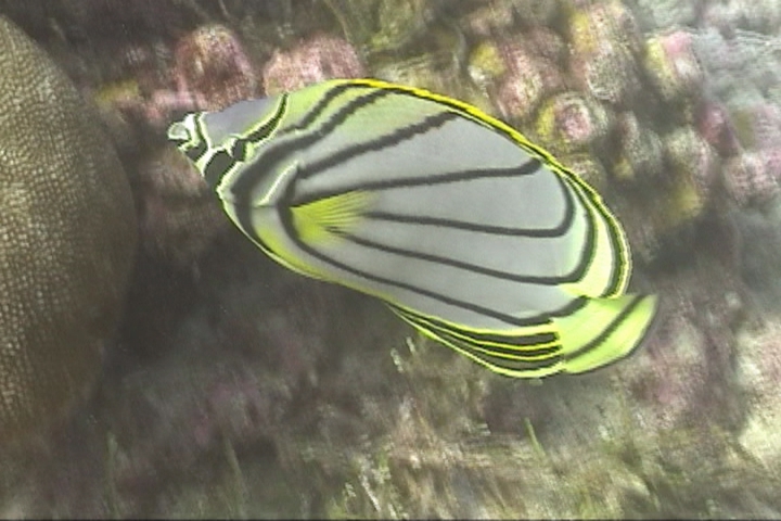 keyframe of organism