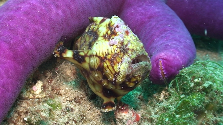 keyframe of organism