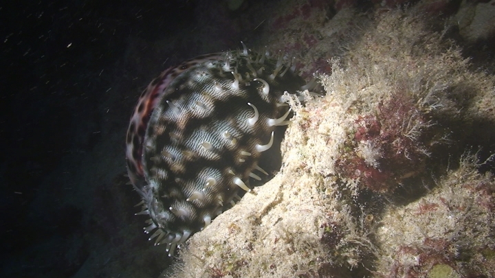 keyframe of organism