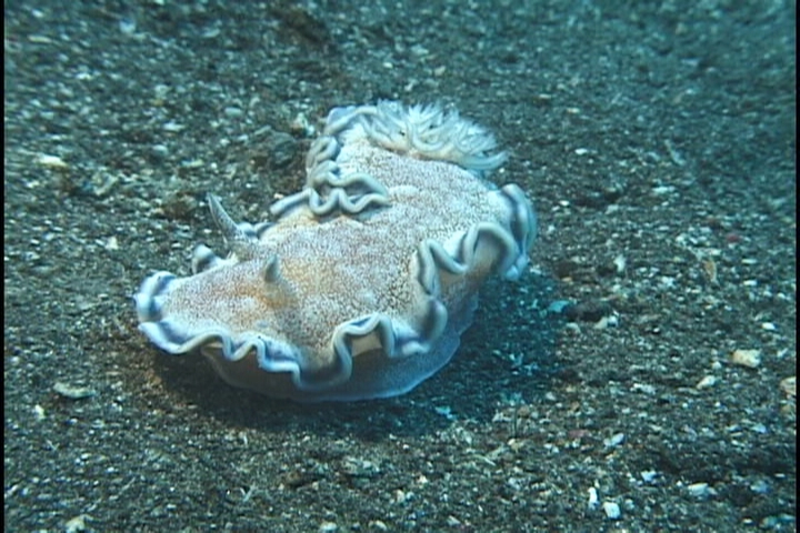 keyframe of organism