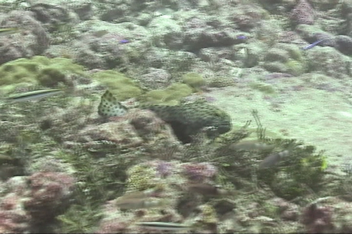 keyframe of organism