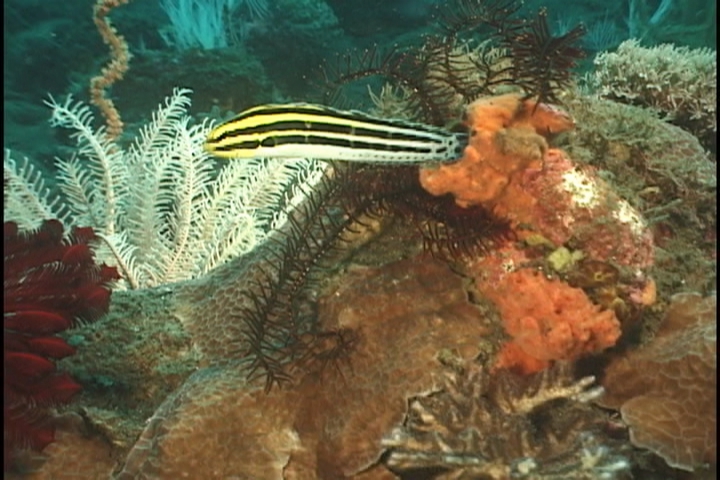 keyframe of organism