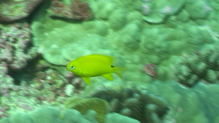 keyframe of organism