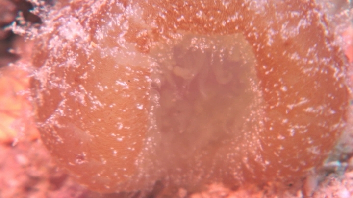 keyframe of organism