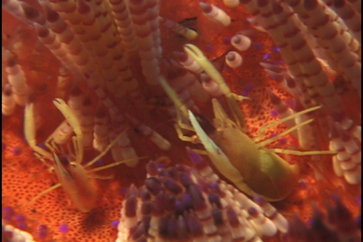 keyframe of organism