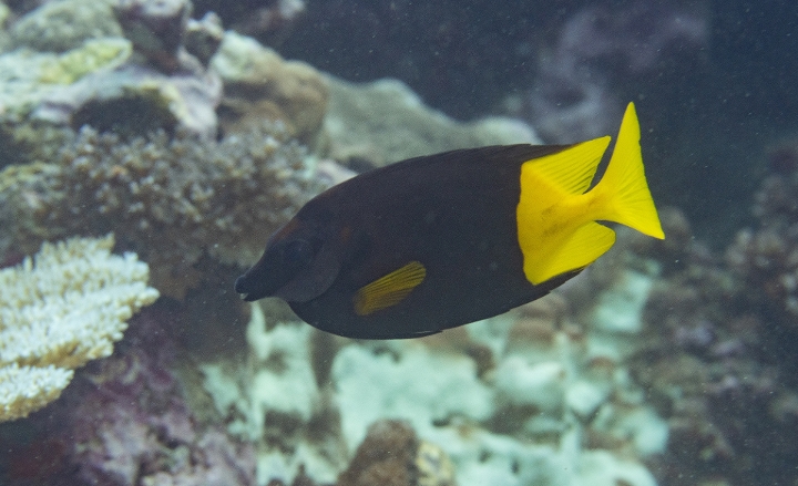 keyframe of organism