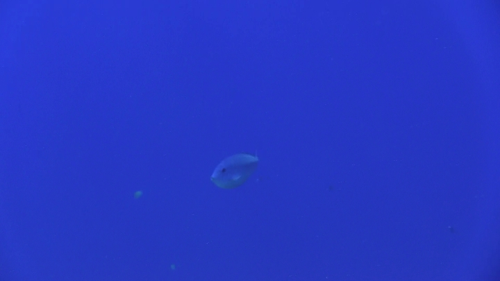 keyframe of organism