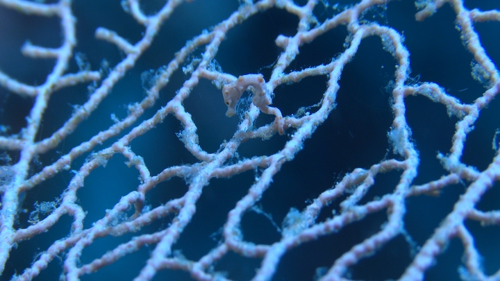 keyframe of organism