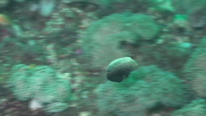 keyframe of organism
