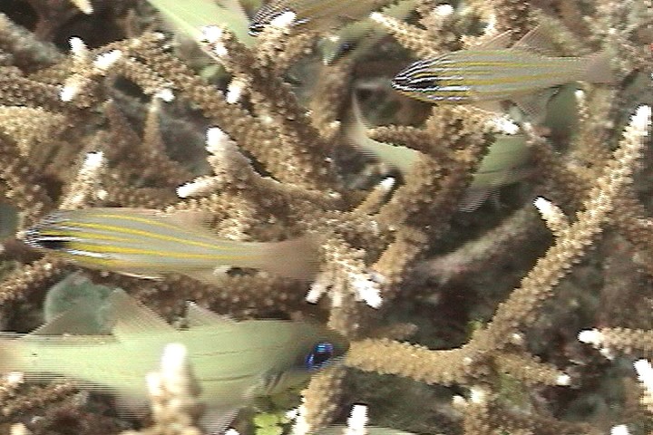keyframe of organism