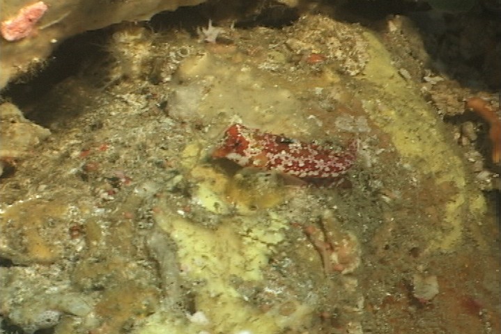 keyframe of organism