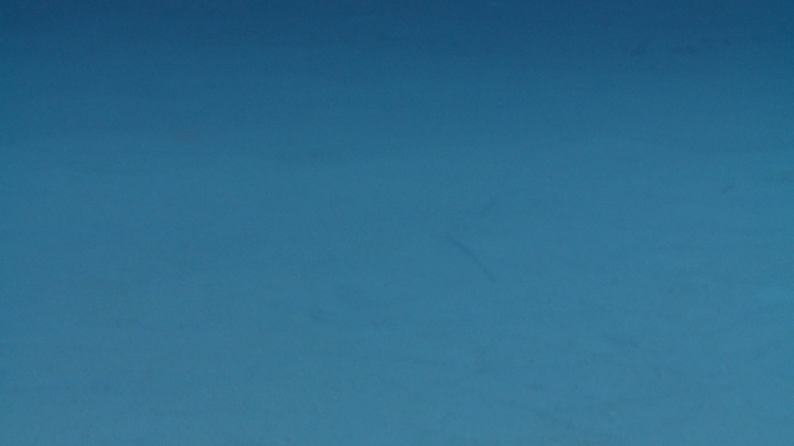 keyframe of organism