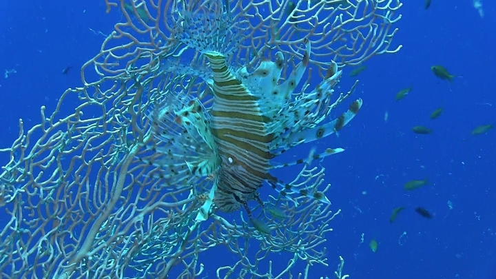keyframe of organism